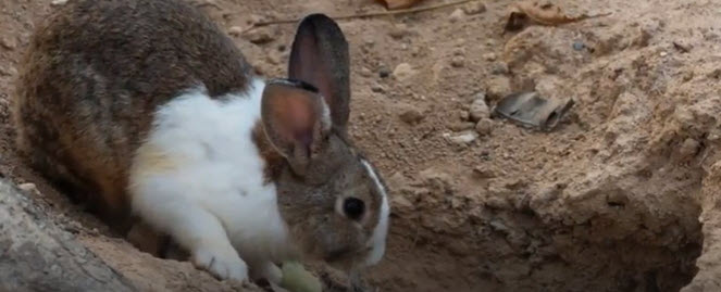 A RABBIT TRAIL    2025-10-31_18-49-45