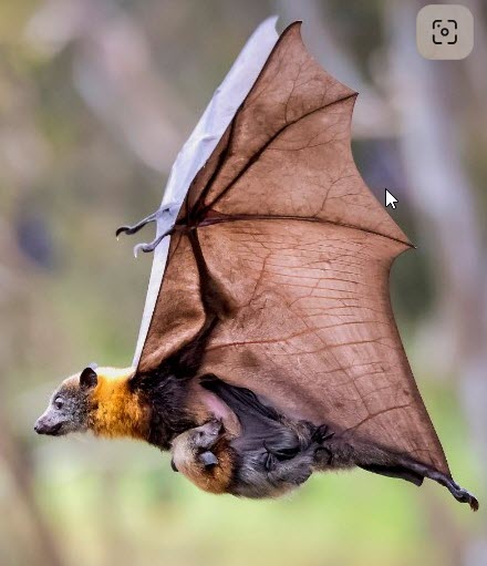 FLYING FOX MAMA and BABY     2026-04-17_9-52-29