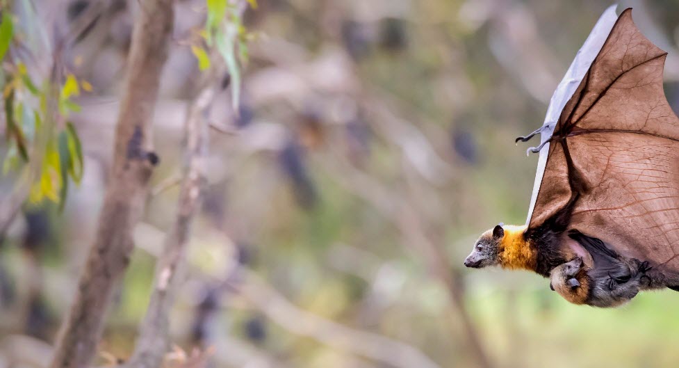 FLYING FOX       2026-04-17_9-52-29