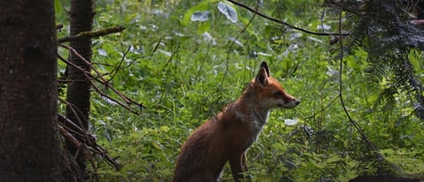 FOX MEDICINE 02    2025-11-07_9-43-08