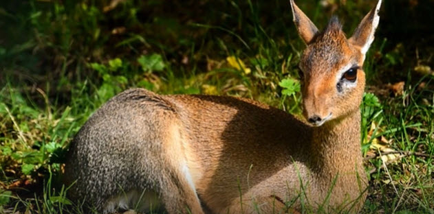 FAWN       2025-10-05_9-42-53