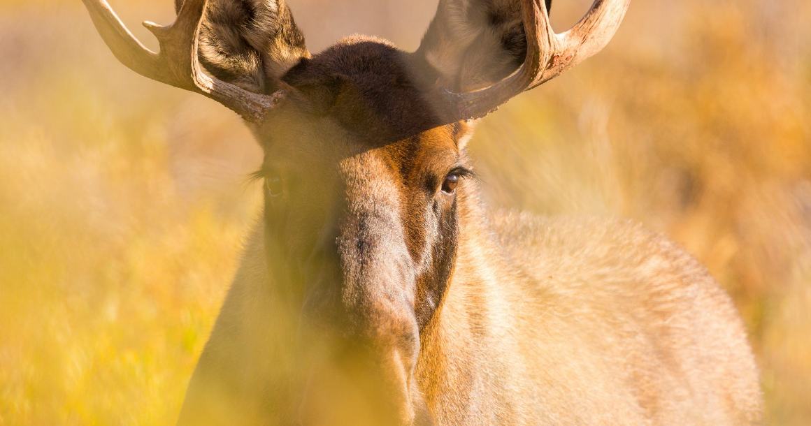 MOOSE    2025-09-17_11-42-23