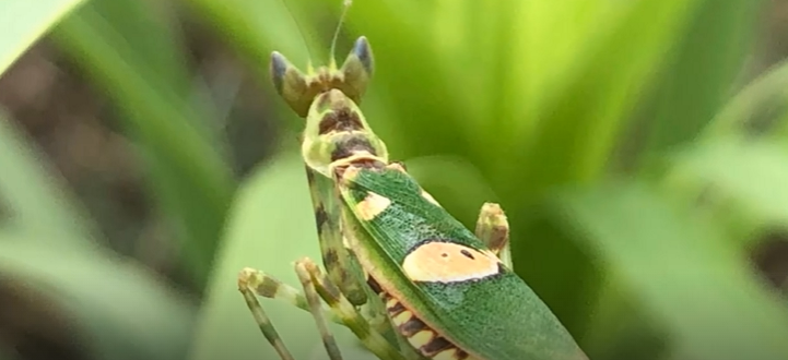 GRASSHOPPER    2025-11-17_11-43-15
