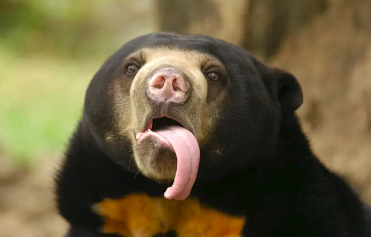 A BEAR TONGUE PNG   2025-11-25_17-39-07