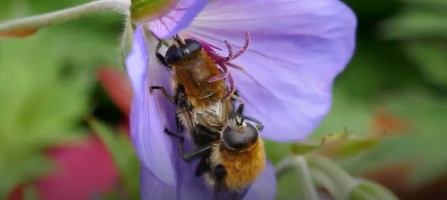 POLLEN    2025-11-04_8-24-13