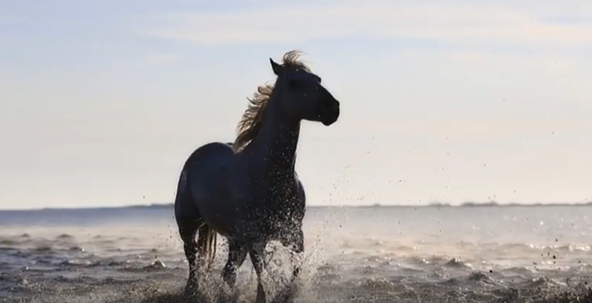 HORSE    2025-09-12_10-33-38