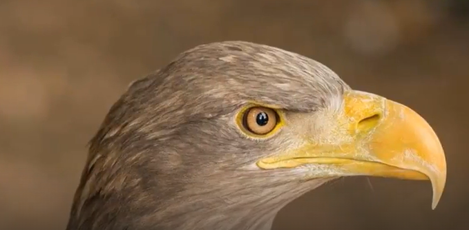 z    A GOLDEN EAGLE    2025-11-23_9-24-40