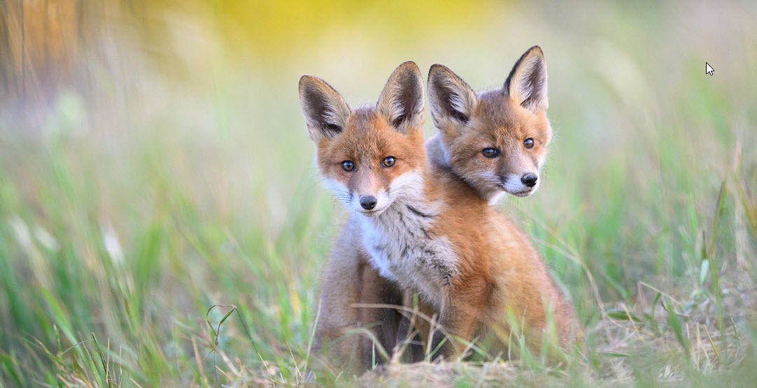 CRAZY LIKE TWO FOXES       2026-04-10_8-30-00