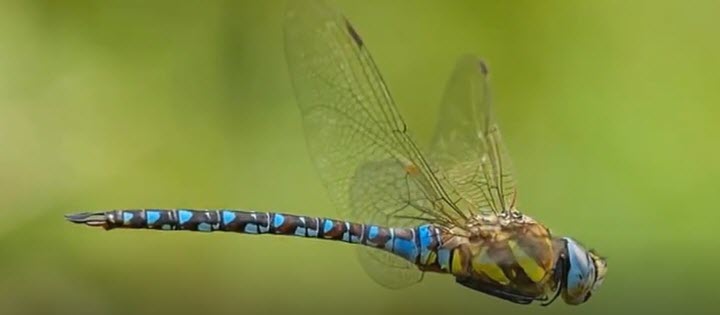 A DRAGONFLY       2026-03-25_18-37-25