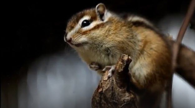 CHIPMUNK       2026-03-30_10-05-29