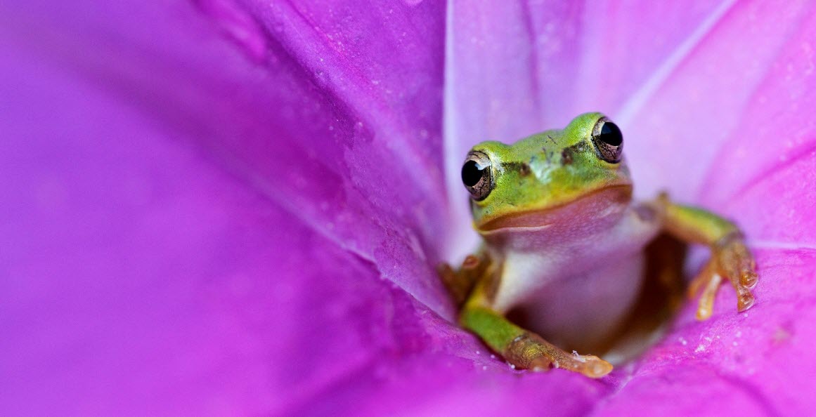 FROGGY WENT A COURTn       2026-04-01_8-44-15