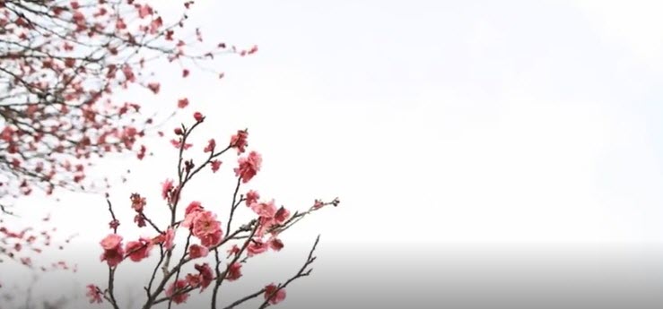 DOGWOOD 2    2026-03-24_14-05-52