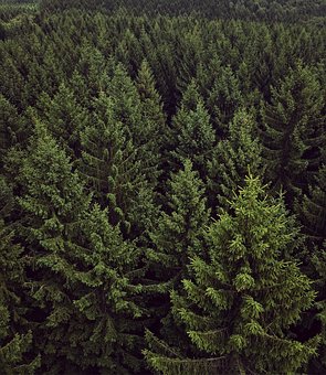 Forest Pixa (5)