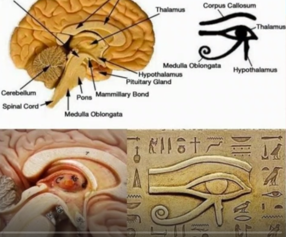 eye