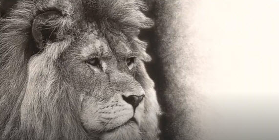 MATURE LION    2025-11-11_16-25-54