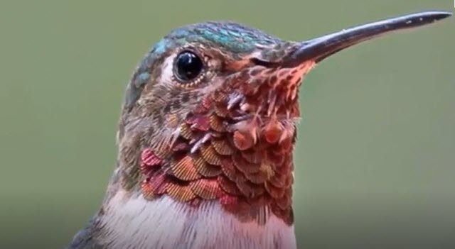 z    HUMMINGBIRD 04    2025-12-03_10-36-21