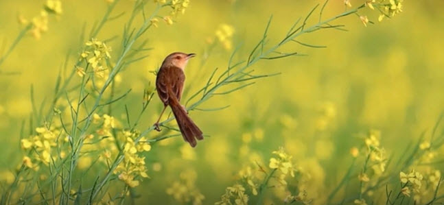 SPRING SONG       2025-10-05_10-18-06
