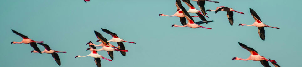 FLYING FLAMINGOS    2025-11-07_10-09-09