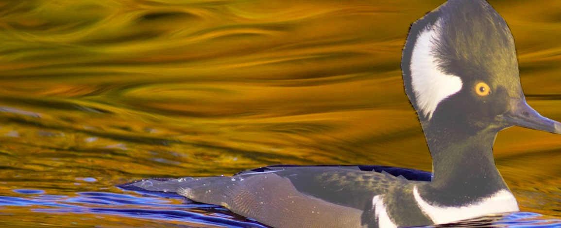 A LOON    2025-11-19_7-07-55