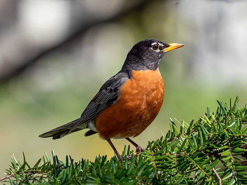 American_robin_(71307)