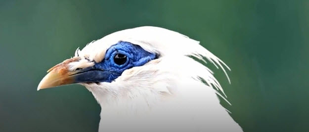 BLUE EYED BIRD    2025-11-01_12-47-02