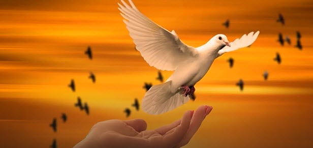 BIRD OF PEACE    2025-11-09_8-18-32