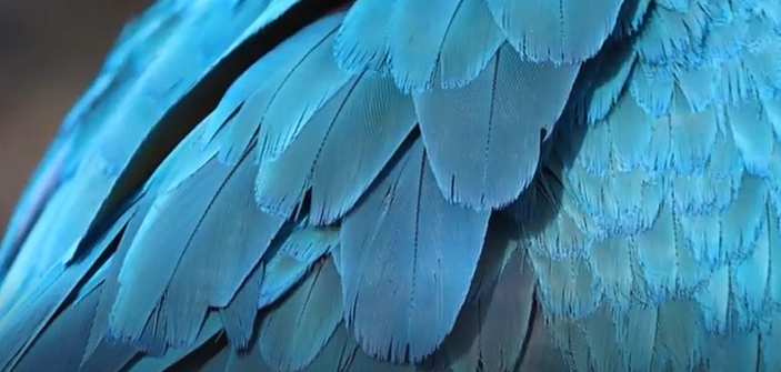 Z    MORE BLUE FEATHERS    2025-11-23_9-58-38