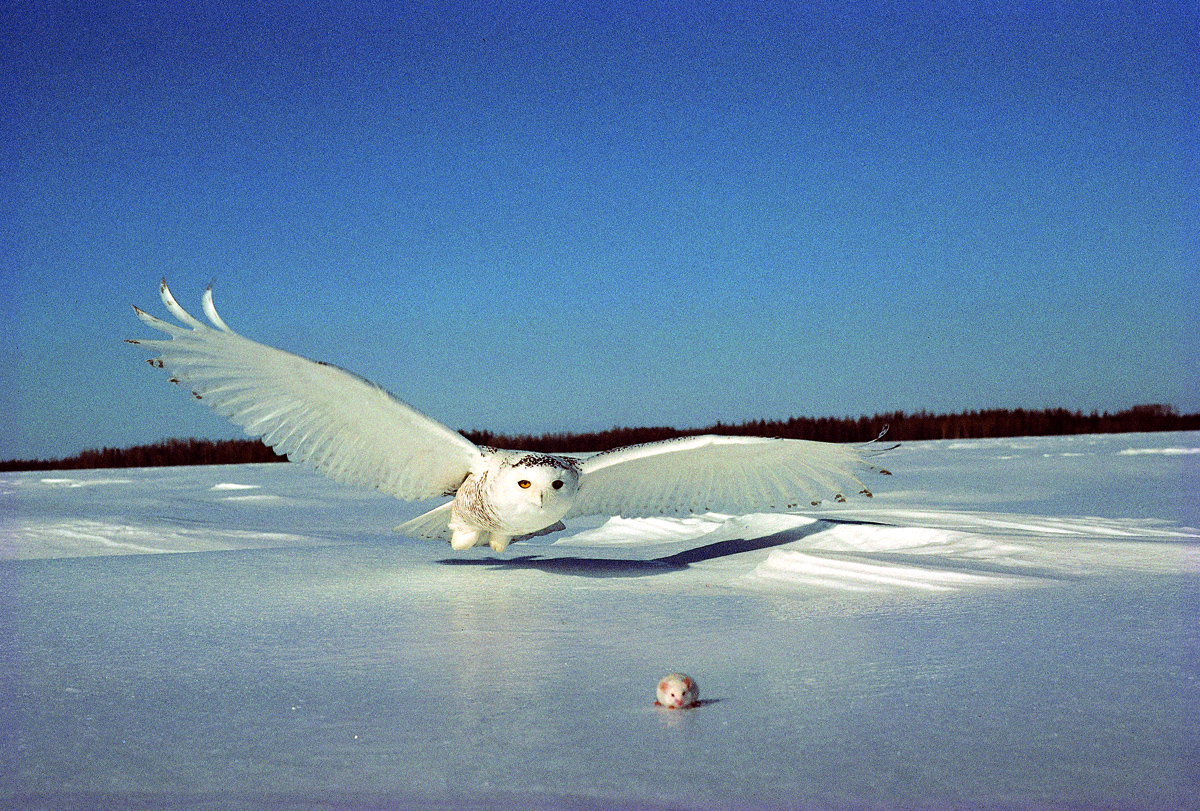 SNOWY OWL Harfang_en_vol_1