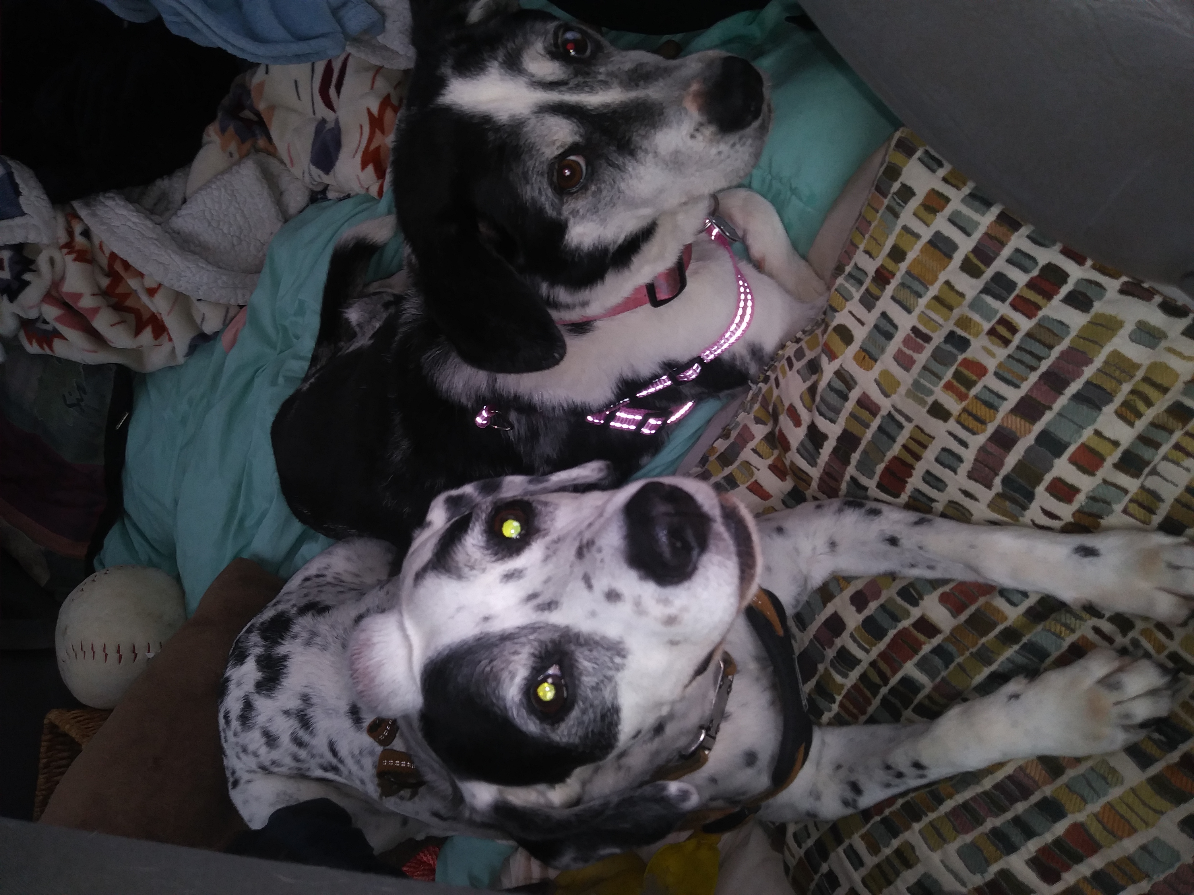 victor and Oreo