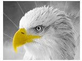 EAGLE ICON JPEG TRIMMED