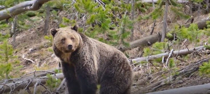 a mama bear       2026-03-21_11-53-54
