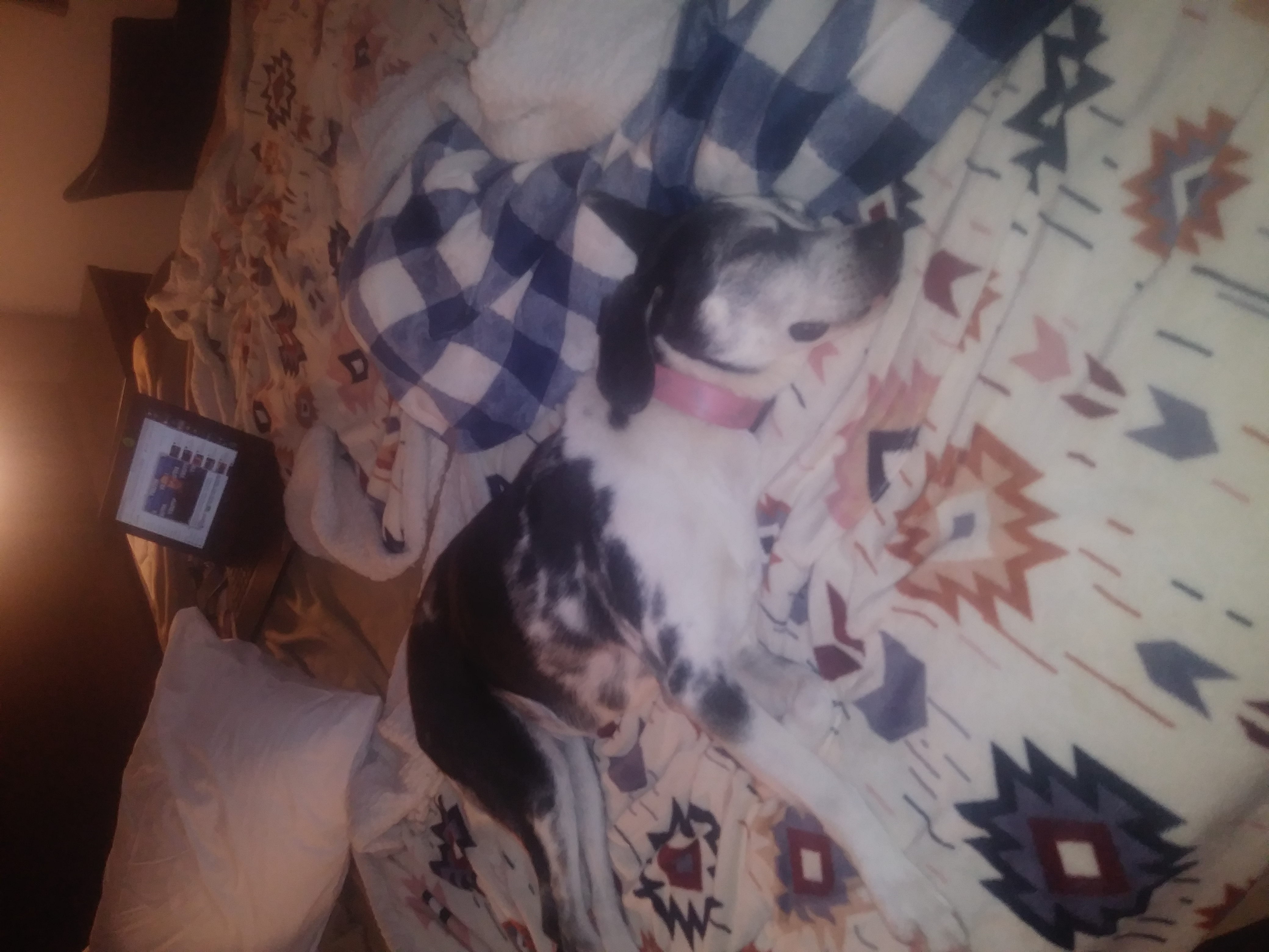 Oreo in motel 6