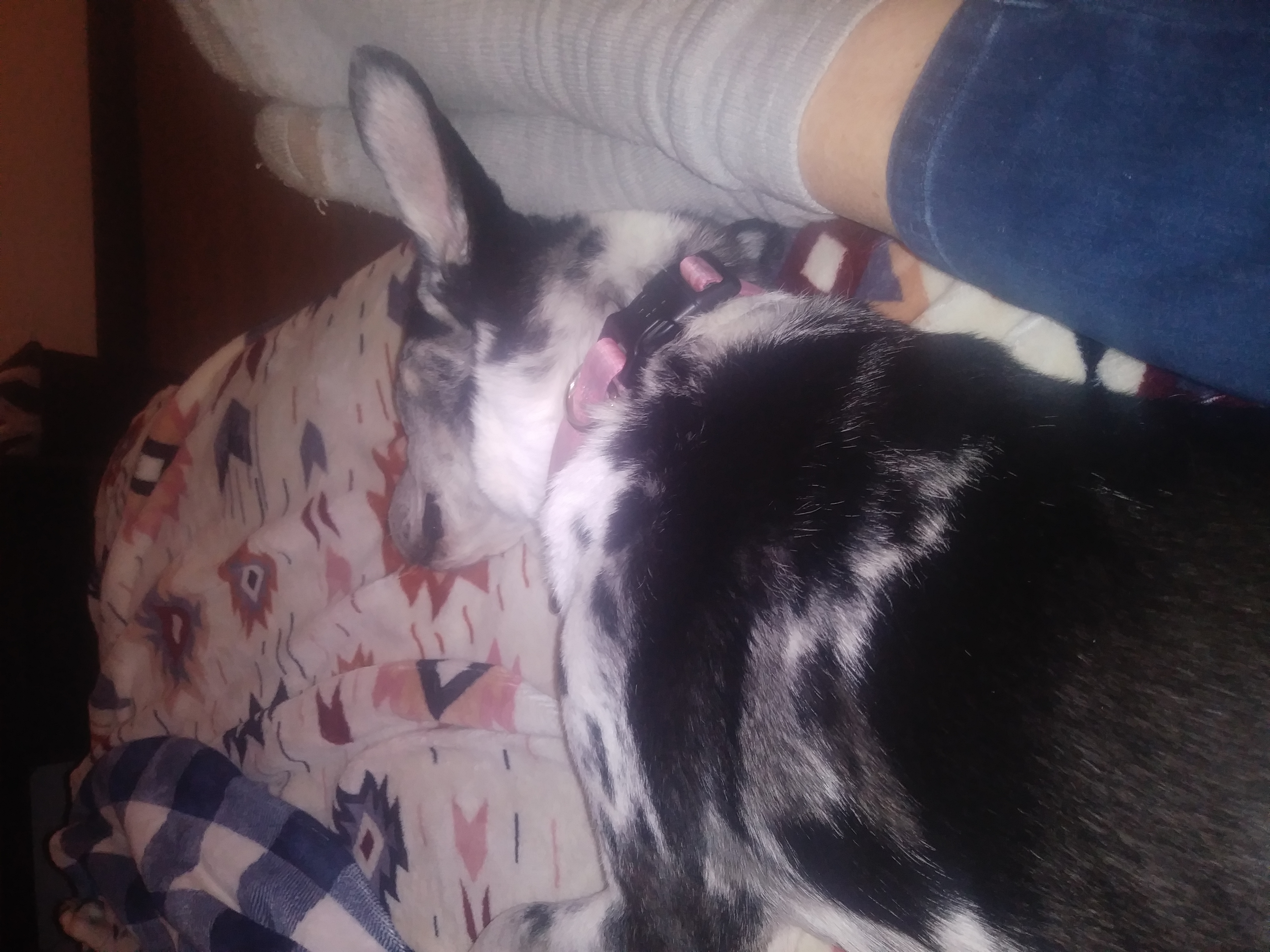 Oreo safe with the mumma