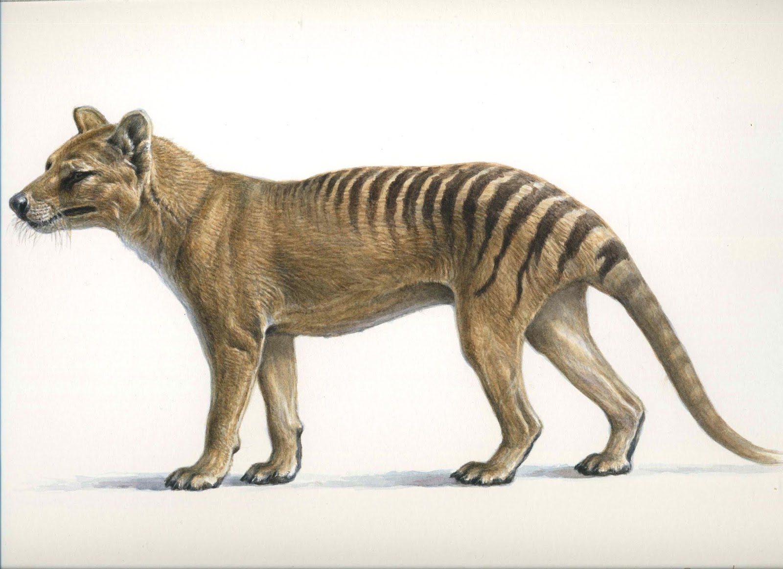 THYLACINE-FINAL1img775