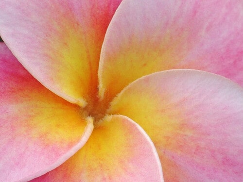 FlowerHeart_500x375-min