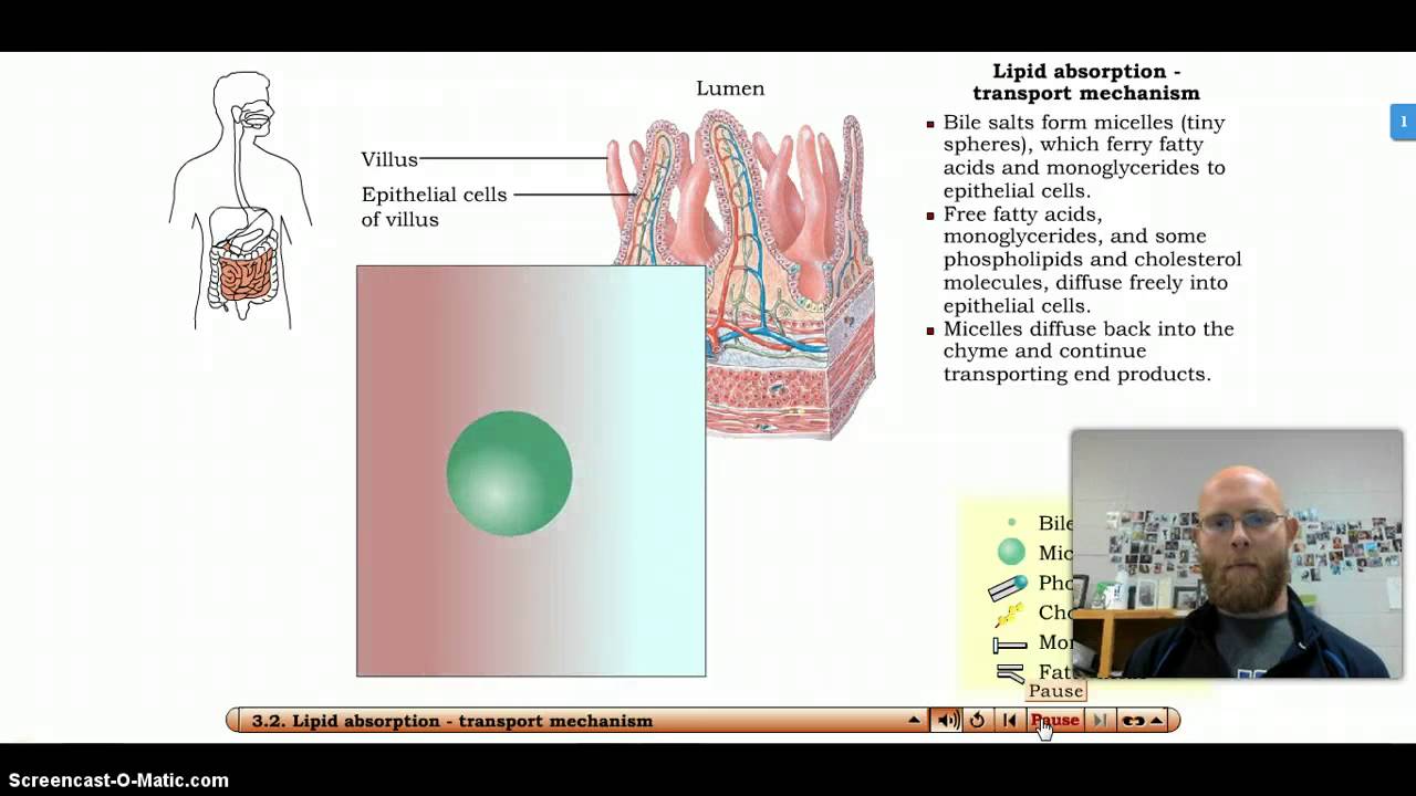 Fat Digestion and Absorption - YouTube