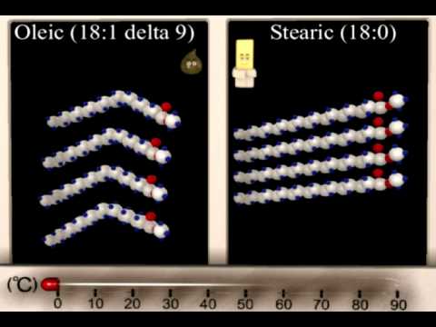 Lipid Structure Function Animation - YouTube