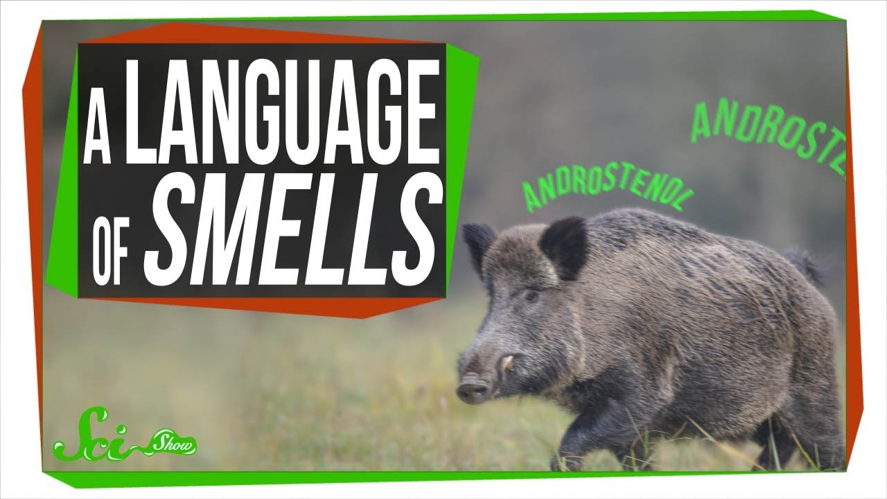 Terpenes: The Most Common Language in the World - YouTube