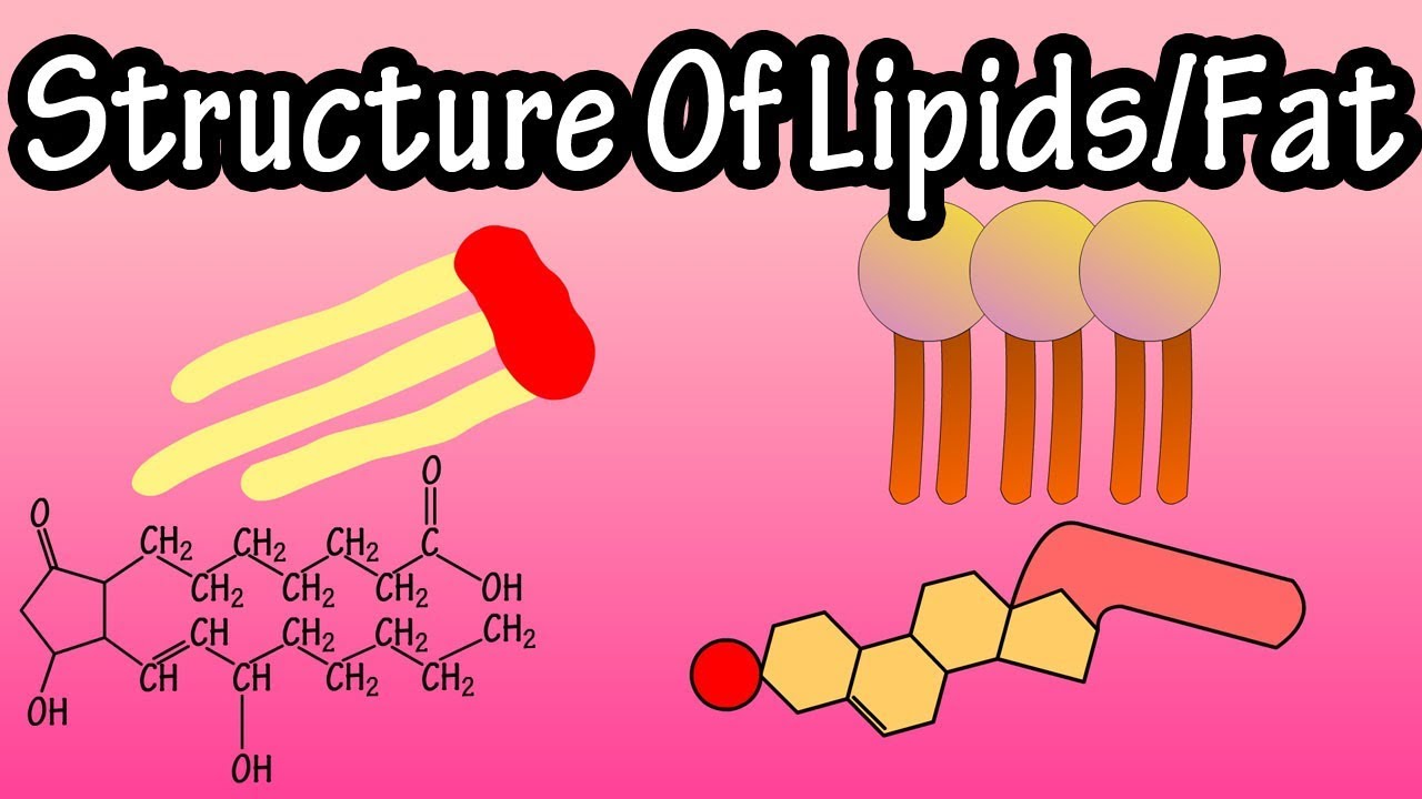 Lipids - Structure Of Lipids - Structure Of Fats - Triglycerides, Phospholipids, Prostaglandins - YouTube