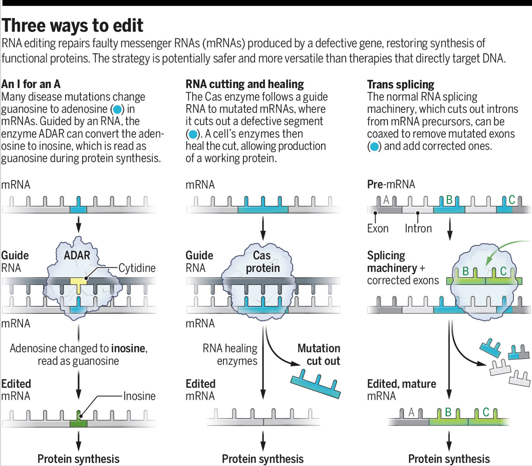 2024-10-30-RNA_editing