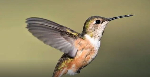 A HUMMINGBIRD 2025-09-30_10-58-46