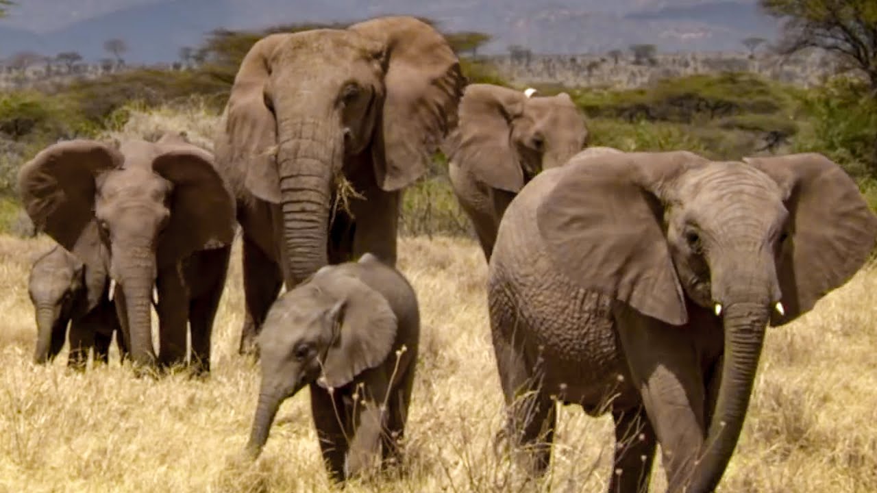 Elephants Take Care of Orphaned Babies | This Wild Life | BBC Earth - YouTube