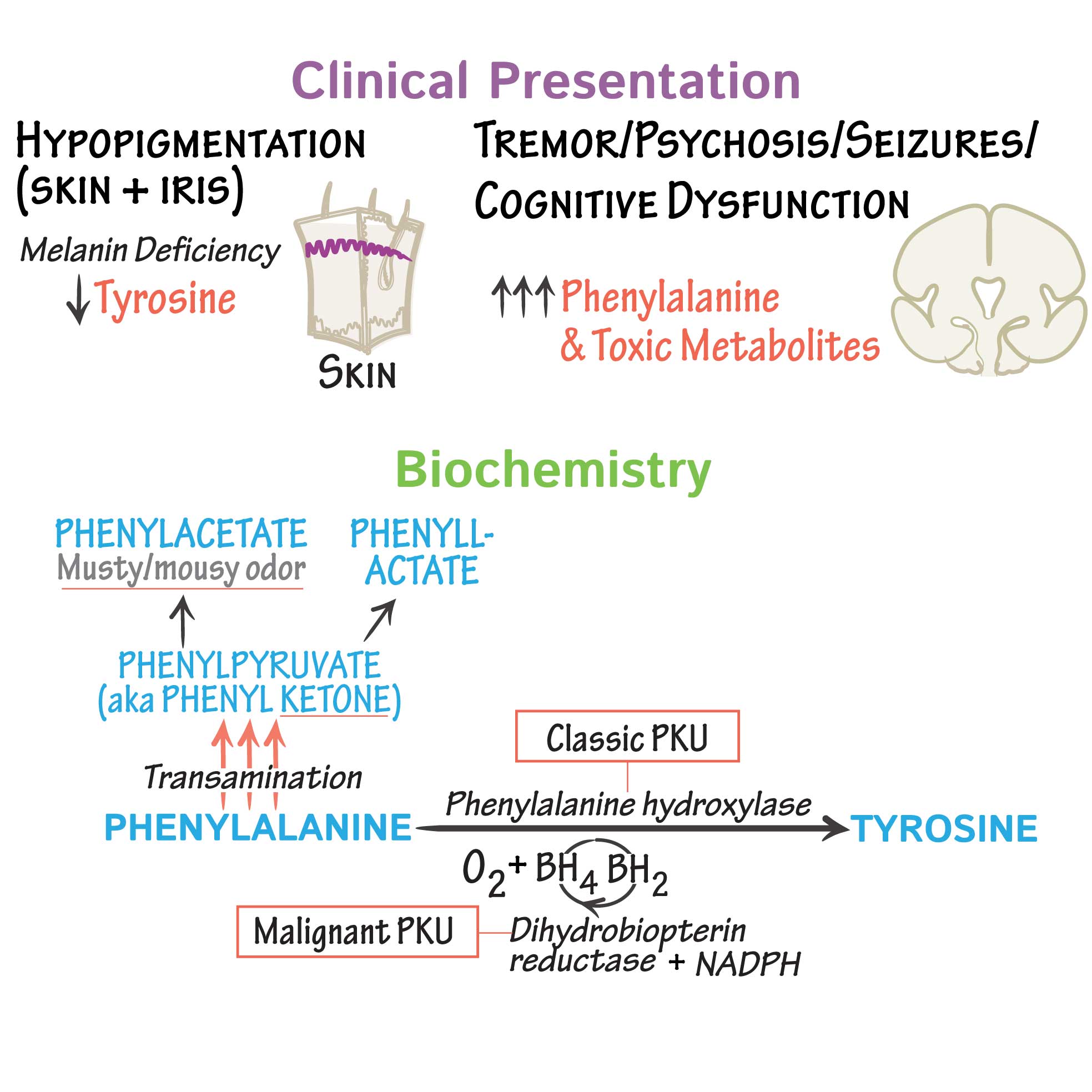 phenylketonuria-1679