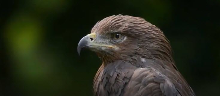 A GOLDEN EAGLE       2026-01-31_21-23-36