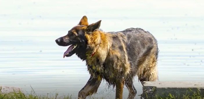 DOG MEDICINE    2026-02-12_14-54-17