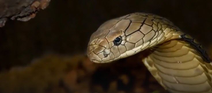 snake    2026-02-12_15-58-49