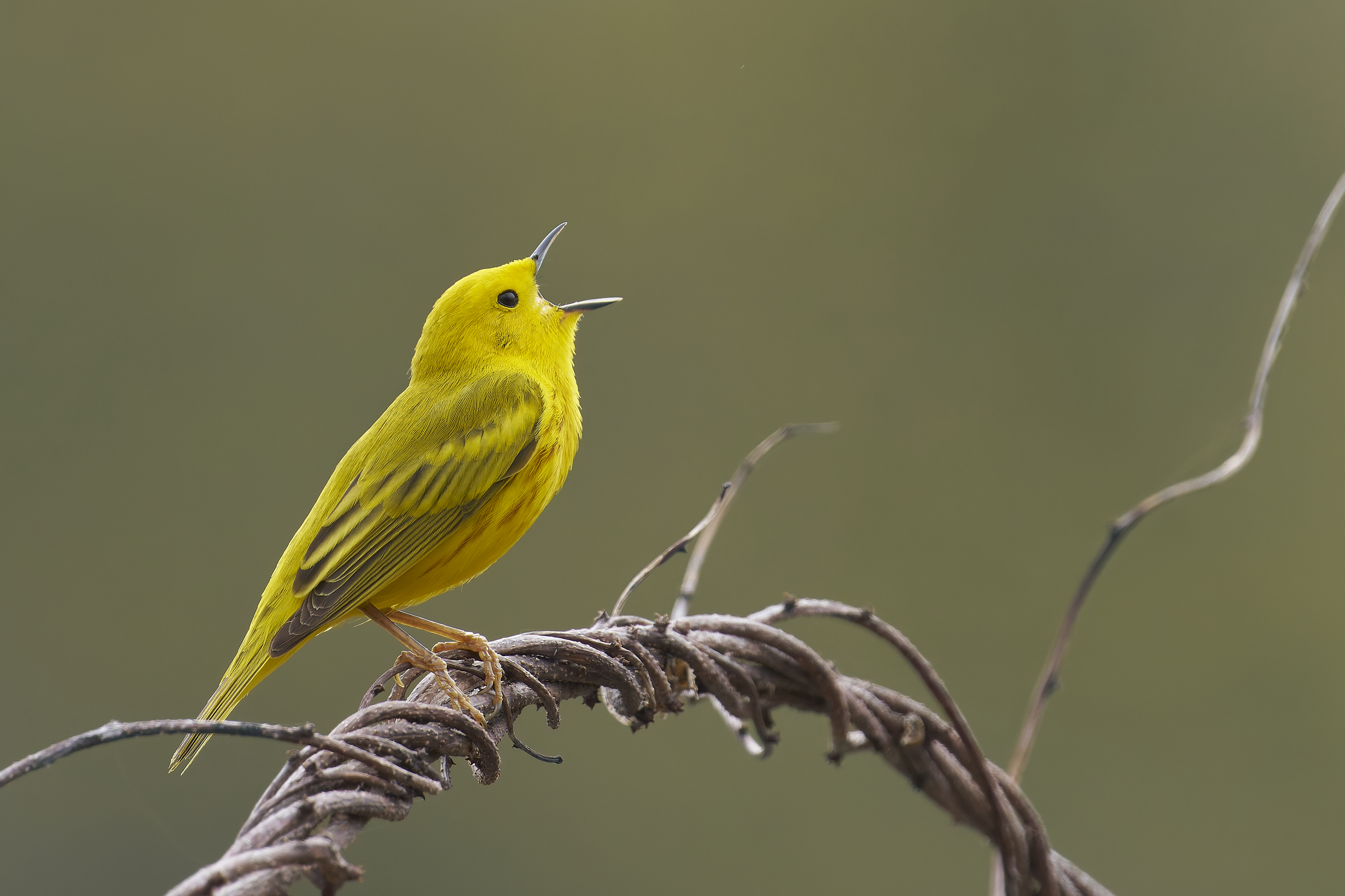 yellow_warbler