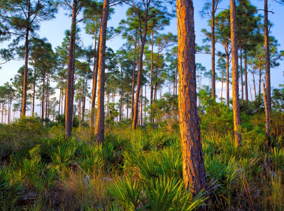 SPRING FOREST  2     2026-04-16_0-36-51