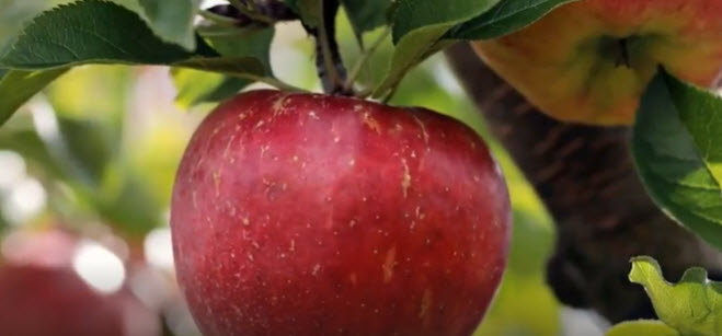 APPLES       2025-10-07_10-38-15