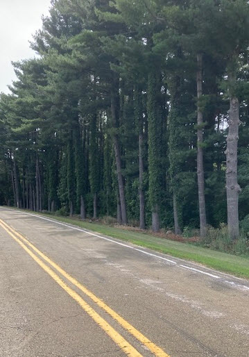 Visual from main road